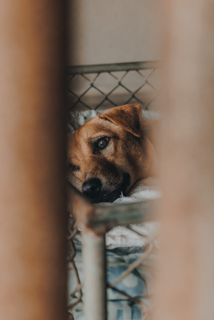 Faire un don pour les chiens de Ban ObOun en Thaïlande