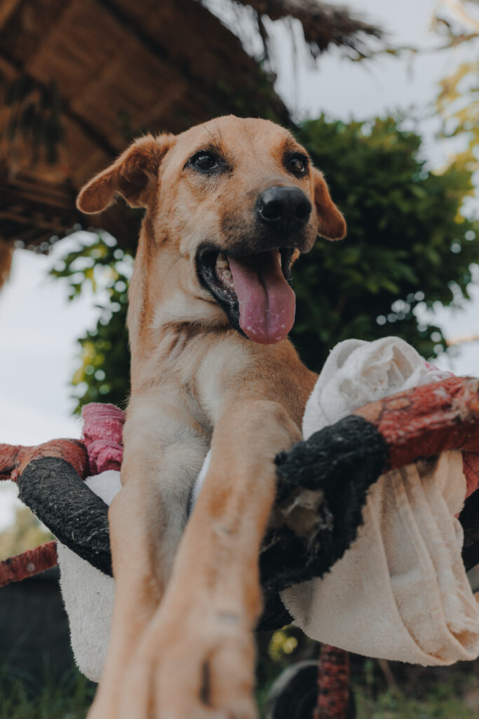 Chien de la meute du refuge Ban ObOun en Thaïlande, association suisse pour chiens